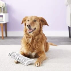 Pet Qwerks Krinkle & Squeak Newspaper Stuffing-Free Plush Dog Toy -Pet Care Sales 102271 PT2. AC SS1800 V1589901429
