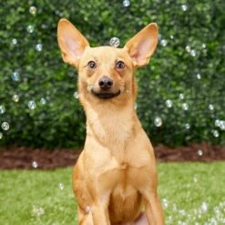 Pet Qwerks Incredibubbles For Dogs 10 Pet Qwerks Incredibubbles For Dogs -Pet Care Sales 102318 PT2. AC SS1800 V1589901504