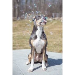Pet Qwerks Incredibubbles For Dogs 11 Pet Qwerks Incredibubbles For Dogs -Pet Care Sales 102318 PT3. AC SS1800 V1589901514