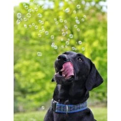 Pet Qwerks Incredibubbles For Dogs 12 Pet Qwerks Incredibubbles For Dogs -Pet Care Sales 102318 PT4. AC SS1800 V1589901520