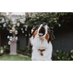 Pet Qwerks Incredibubbles For Dogs 13 Pet Qwerks Incredibubbles For Dogs -Pet Care Sales 102318 PT5. AC SS1800 V1589901520