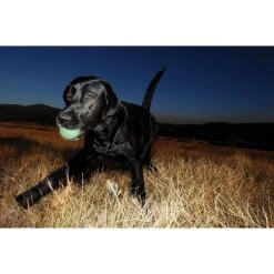 Chuckit! Ultra Rubber Ball Tough Dog Toy & Chuckit! Max Glow Ball Dog Toy -Pet Care Sales 1030726 PT8. AC SS1800 V1702598476