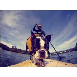 EzyDog Doggy Flotation Device Life Jacket 10 EzyDog Doggy Flotation Device Life Jacket -Pet Care Sales 113953 PT7. AC SS1800 V1538491632