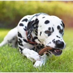 Pet Qwerks Barkbone Peanut Butter Flavor Tough Dog Chew Toy 10 Pet Qwerks Barkbone Peanut Butter Flavor Tough Dog Chew Toy -Pet Care Sales 116236 PT3. AC SS1800 V1589901538