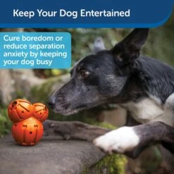 PetSafe Busy Buddy Barnacle Treat Dispenser Dog Toy 12 PetSafe Busy Buddy Barnacle Treat Dispenser Dog Toy -Pet Care Sales 121351 PT3. AC SS1800 V1599830771