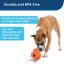 PetSafe Busy Buddy Barnacle Treat Dispenser Dog Toy 14 PetSafe Busy Buddy Barnacle Treat Dispenser Dog Toy -Pet Care Sales 121351 PT5. AC SS1800 V1599830754
