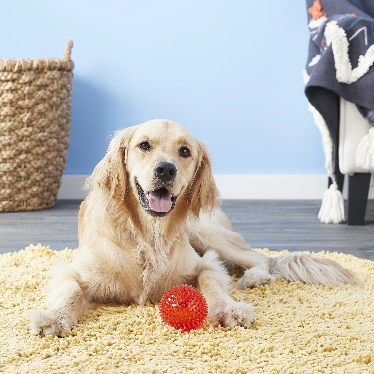 Gnawsome Squeaker Ball Dog Toy, Color Varies 2 Gnawsome Squeaker Ball Dog Toy, Color Varies - Image 2