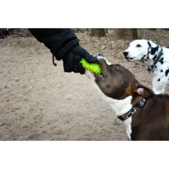 Gnawsome Squeaker Ball Dog Toy, Color Varies 10 Gnawsome Squeaker Ball Dog Toy, Color Varies -Pet Care Sales 129744 PT5. AC SS1800 V1534452848