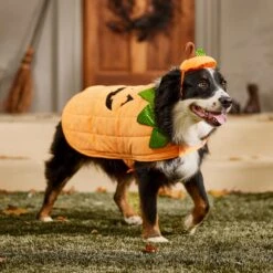 Frisco Pumpkin Dog & Cat Costume -Pet Care Sales 144446 PT7. AC SS1800 V1567180408