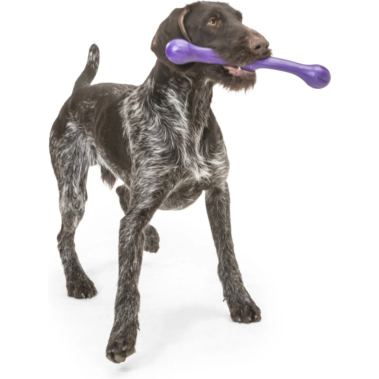 West Paw Echo Collection Zwig Dog Toy 8 West Paw Echo Collection Zwig Dog Toy - Image 8