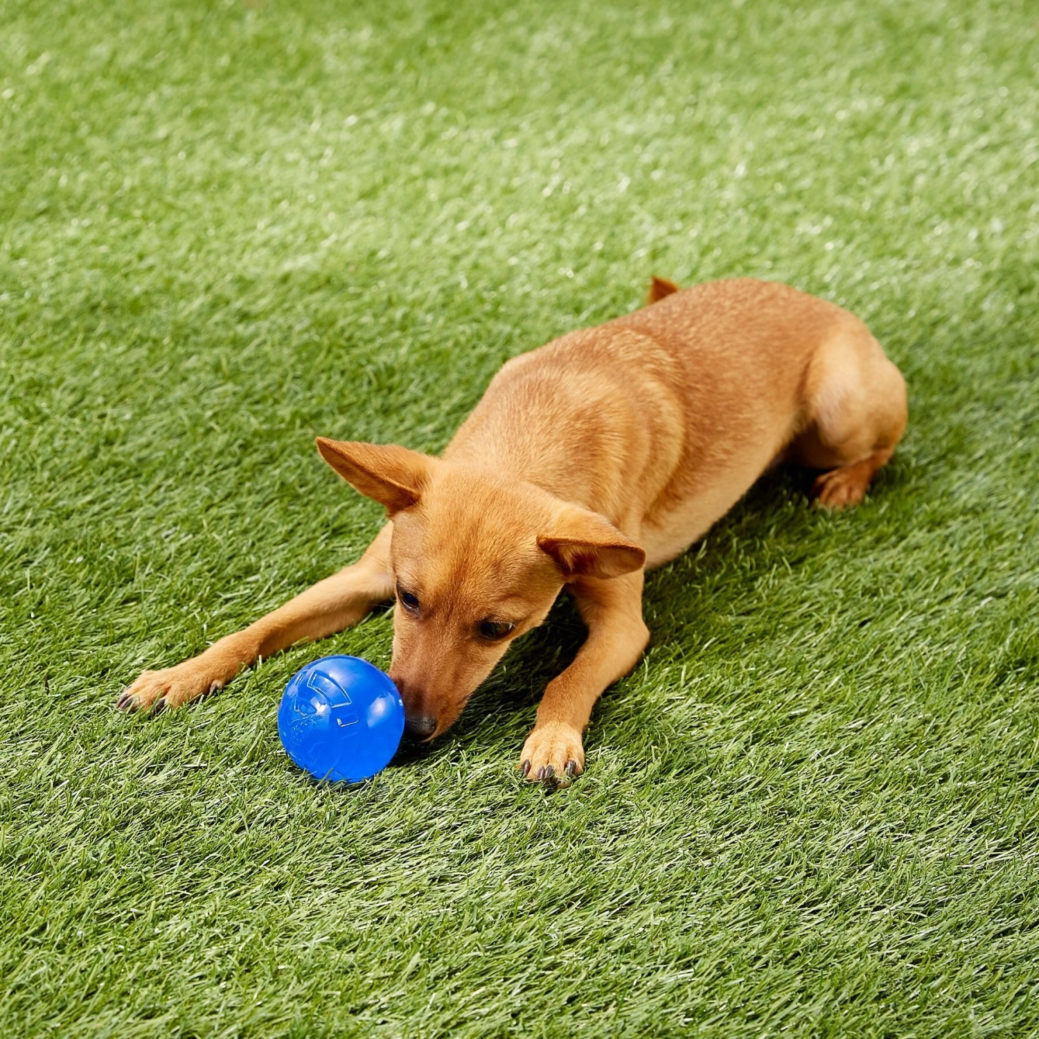 Nerf Dog Ultra Tough TPR Ball Dog Toy 2 Nerf Dog Ultra Tough TPR Ball Dog Toy - Image 2