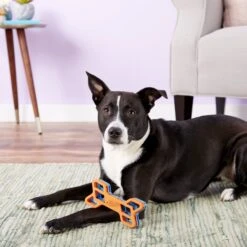 Nerf Dog EXO Treat Dispensing Bone Dog Toy 14 Nerf Dog EXO Treat Dispensing Bone Dog Toy -Pet Care Sales 148525 PT6. AC SS1800 V1531938429