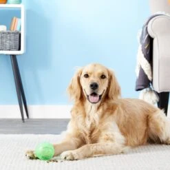 Ethical Pet Dura Brite Treat Dispenser Ball Dog Toy, Color Varies -Pet Care Sales 154205 PT2. AC SS1800 V1554127554