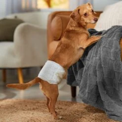 Honey Care All-Absorb Disposable Male Dog Wraps 11 Honey Care All-Absorb Disposable Male Dog Wraps -Pet Care Sales 159971 PT4. AC SS1800 V1696519272