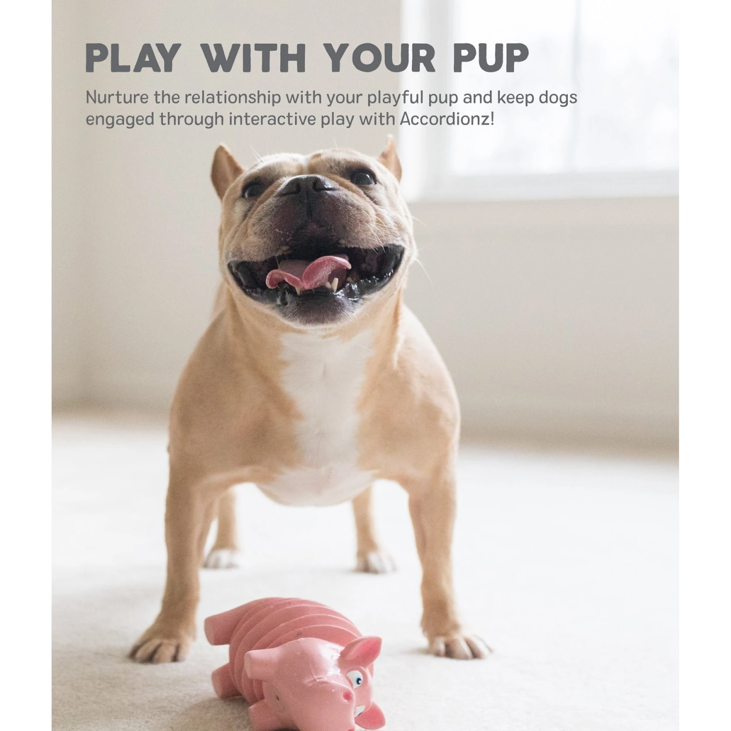 Outward Hound Accordionz Gator Stuffing-Free Squeaky Dog Toy 5 Outward Hound Accordionz Gator Stuffing-Free Squeaky Dog Toy - Image 5