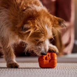 Frisco Halloween Pumpkin Rubber Treat Dispenser Dog Toy, Medium/Large -Pet Care Sales 164763 PT5. AC SS1800 V1689876672