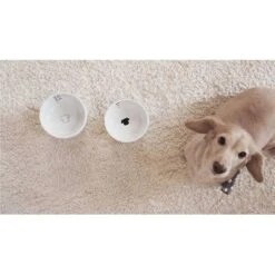 Necoichi Ceramic Elevated Dog Food Bowl, 1.5-cup -Pet Care Sales 183507 PT8. AC SS1800 V1627495579