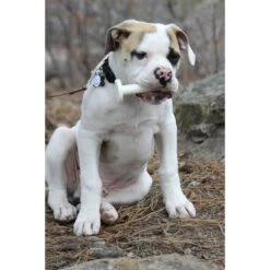 BulliBone Brusher Dental Dog Chew Toy 6 BulliBone Brusher Dental Dog Chew Toy -Pet Care Sales 195450 PT2. AC SS1800 V1567626758