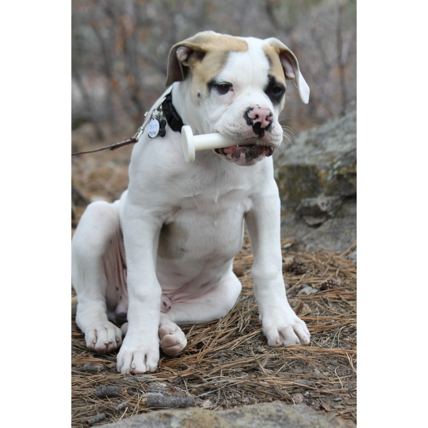 BulliBone Brusher Dental Dog Chew Toy 3 BulliBone Brusher Dental Dog Chew Toy - Image 3