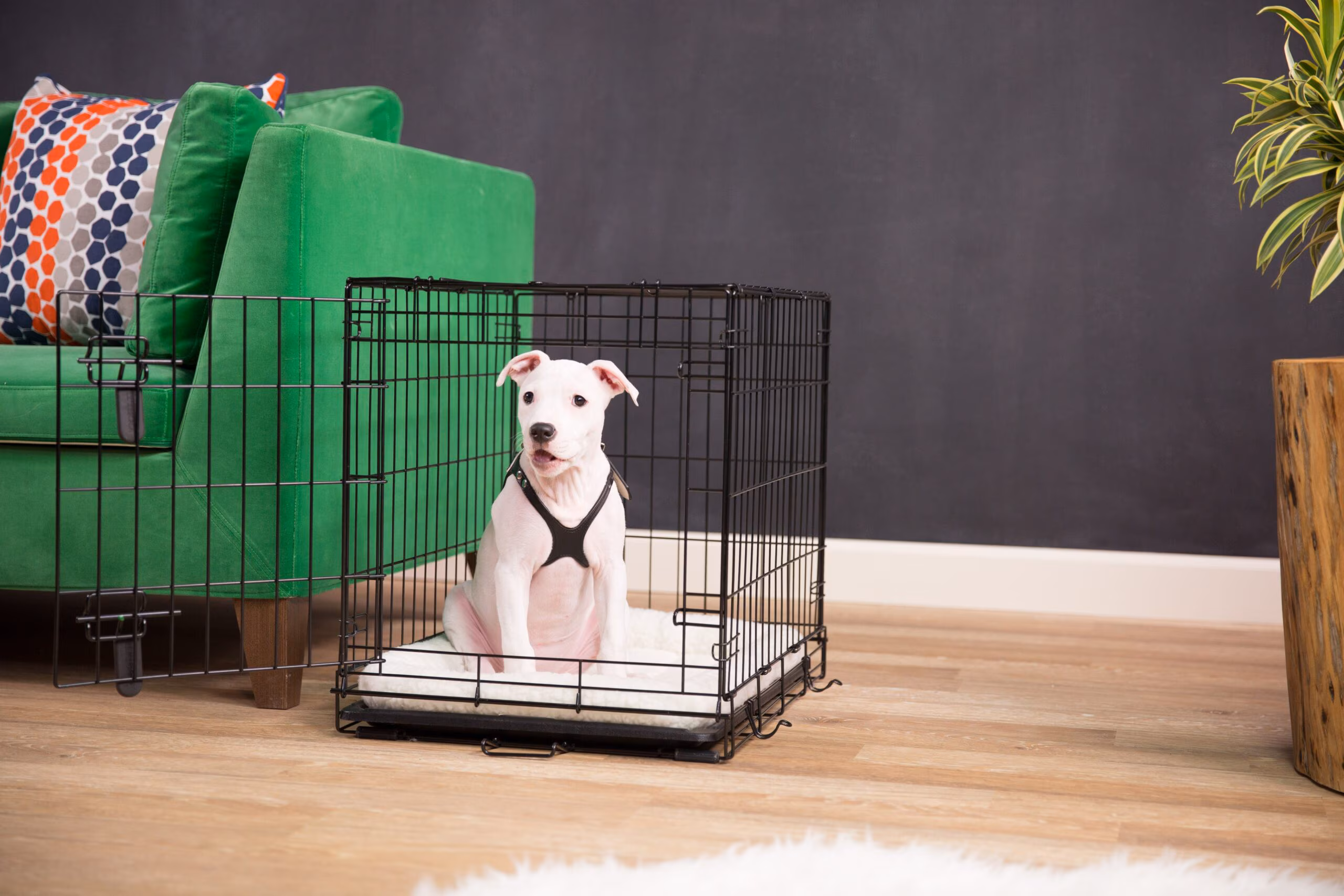 Pet Care Sales -Pet Care Sales 202503bec 011116 BeatriceFriscoCrate 6 scaled 1