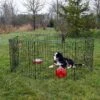 Lucky Dog Wire Dog Exercise Pen With Step-Thru Door