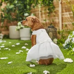 Frisco Formal Dog Wedding Dress -Pet Care Sales 248743 PT7. AC SS1800 V1614118361