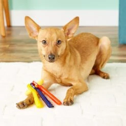 Nylabone Just For Puppies Teething Chew Toy Keys & Nylabone Advanced Oral Care Finger Dog Brush, 2 Count -Pet Care Sales 255737 PT2. AC SS1800 V1604072500