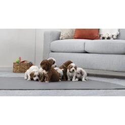 Brindle Washable Puppy Training Pad, 2 Count -Pet Care Sales 256171 PT6. AC SS1800 V1640205087