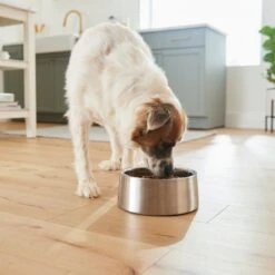Frisco Insulated Non-Skid Stainless Steel Dog & Cat Bowl -Pet Care Sales 261757 PT5. AC SS1800 V1623937435