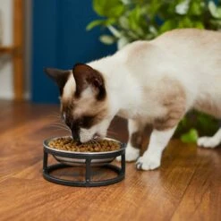 Frisco Elevated Stainless Steel Dish Cat Bowl, 1 Cup 10 Frisco Elevated Stainless Steel Dish Cat Bowl, 1 Cup -Pet Care Sales 277517 PT3. AC SS1800 V1630347977