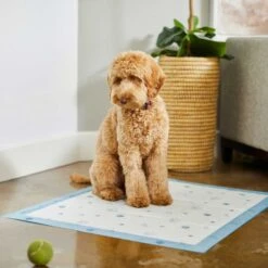 Frisco Fold & Carry Single Door Collapsible Wire Dog Crate & Frisco Premium Extra Large Printed Dog Training & Potty Pads -Pet Care Sales 303438 PT8. AC SS1800 V1623051743