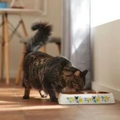 Disney Mickey Mouse Lemon Melamine Stainless Steel Double Dog & Cat Bowl -Pet Care Sales 315299 PT3. AC SS1800 V1647283899