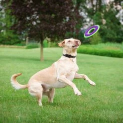 Caitec Outer Armor Ring Dog Toy 5 Caitec Outer Armor Ring Dog Toy -Pet Care Sales 315823 PT2. AC SS1800 V1628545608