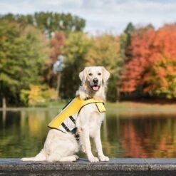GF Pet Life Vest Dog Jacket, Yellow -Pet Care Sales 325440 PT6. AC SS1800 V1630556509
