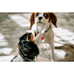 Sweet Paws Wearable Puppy Teether Stack Party Of 4 16 Sweet Paws Wearable Puppy Teether Stack Party Of 4 -Pet Care Sales 325664 PT7. AC SS1800 V1635194567