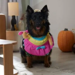 Frisco Front Walking Workout Girl Dog & Cat Costume 14 Frisco Front Walking Workout Girl Dog & Cat Costume -Pet Care Sales 335111 PT7. AC SS1800 V1657656881