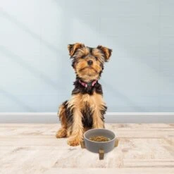 Cosmo Furbabies Single Dog & Cat Diner -Pet Care Sales 341990 PT5. AC SS1800 V1636062743