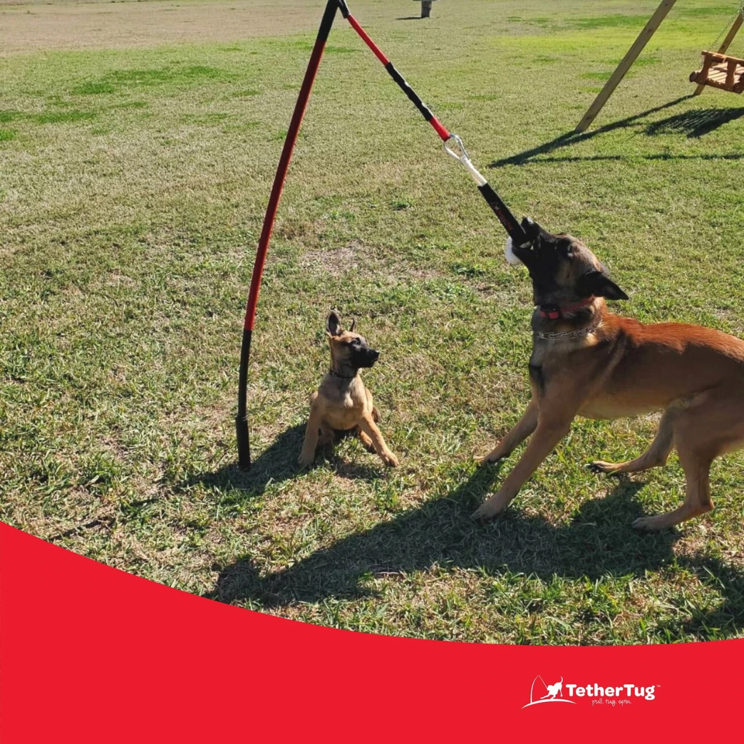 Tether Tug Big Dog Toy 6 Tether Tug Big Dog Toy - Image 6