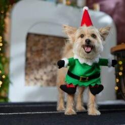 Frisco Front Walking Elf Dog & Cat Costume -Pet Care Sales 357956 PT7. AC SS1800 V1661799329