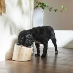 Frisco Elevated Slanted Bamboo Melamine Non-Skid Dog Bowl With Bamboo Stand 10 Frisco Elevated Slanted Bamboo Melamine Non-Skid Dog Bowl With Bamboo Stand -Pet Care Sales 363387 PT2. AC SS1800 V1657657267