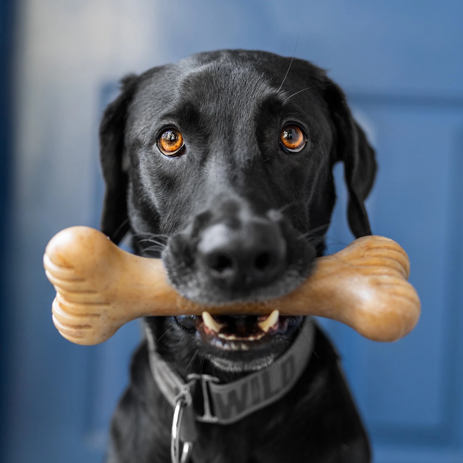 Lumabone Bulkster Beef Flavor Dog Toy 5 Lumabone Bulkster Beef Flavor Dog Toy - Image 5