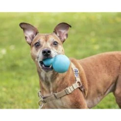 Roscoe's Pet Products Natural Rubber Refillable Dog Treat Toy -Pet Care Sales 529702 PT3. AC SS1800 V1652742984