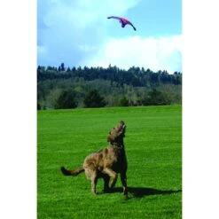 Chuckit! Flying Squirrel Dog Toy, Color Varies -Pet Care Sales 53222 PT2. AC SS1800 V1602325859