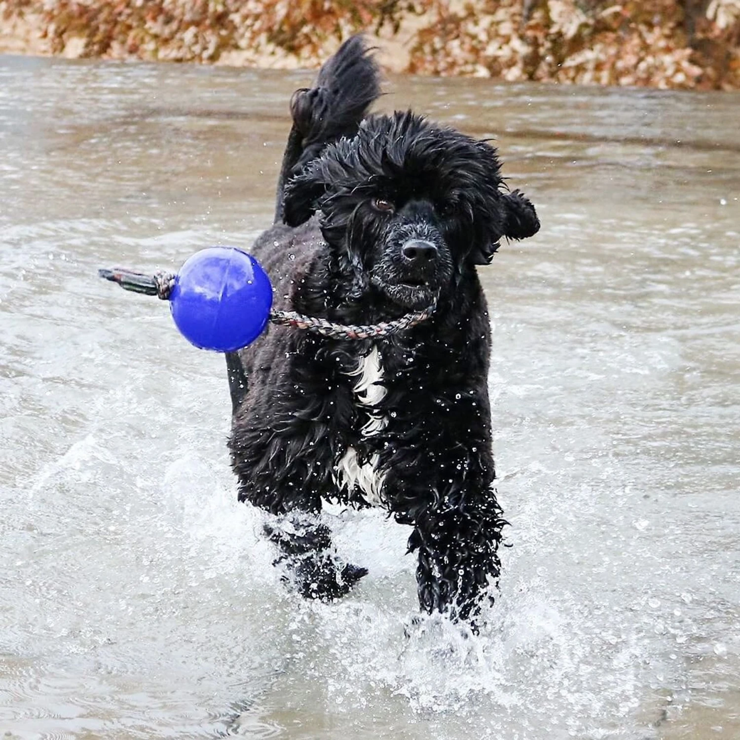 Jolly Pets Romp-n-Roll Dog Toy, Blue 2 Jolly Pets Romp-n-Roll Dog Toy, Blue - Image 2