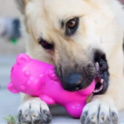 Ruff Dawg Gummy Bear Treat Dispenser Dog Toy, Color Varies 8 Ruff Dawg Gummy Bear Treat Dispenser Dog Toy, Color Varies -Pet Care Sales 53877 PT2. AC SS1800 V1602290161