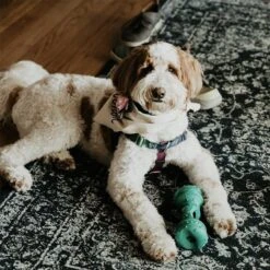 Himalayan Pet Supply Jughead Slim Chew Guardian Chew Smarter Chew Longer Dog Toy, Green, Medium -Pet Care Sales 641062 PT7. AC SS1800 V1665607485