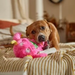 Frisco Halloween Zany Monster Muscle Plush Squeaky Dog Toy -Pet Care Sales 668166 PT3. AC SS1800 V1689271301