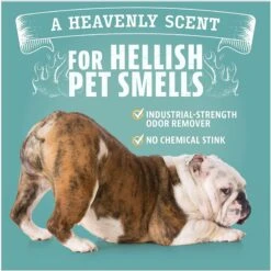 Angry Orange RTU Orange Scented Carpet Odor Eliminator, 128-oz Bottle -Pet Care Sales 697982 PT6. AC SS1800 V1670011703