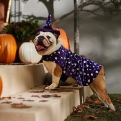 Frisco Cosmic Witch Dog & Cat Costume -Pet Care Sales 708982 PT7. AC SS1800 V1689350987