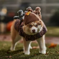 Frisco Squirrels & Nuts Ride-On Dog & Cat Costume -Pet Care Sales 709422 PT7. AC SS1800 V1689270909